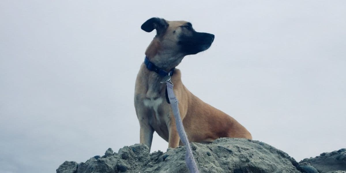 Wave Arcade's Dog Scouting Spots